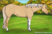 Horse Color:Palomino Dun Tobiano 