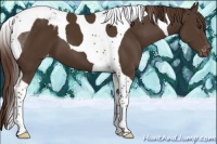 Horse Color:Liver Chestnut Tobiano Appaloosa 