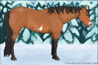 Horse Color:Bay Frame