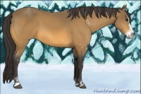 Horse Color:Buckskin Sabino 