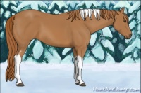 Horse Color:Chestnut Tobiano 