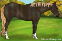 Horse Color:Midnight Chestnut Sabino 