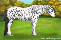 Horse Color:Black Tobiano Appaloosa 