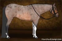 Horse Color:Bay Roan Tobiano