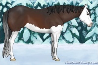 Horse Color:Brown Splash