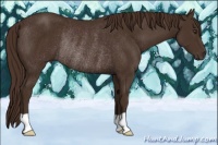 Horse Color:Liver Chestnut Rabicano