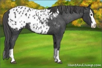 Horse Color:Black Splash Appaloosa 