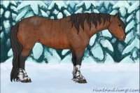 Horse Color:Bay Appaloosa  and Bay Appaloosa 