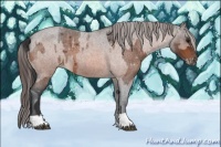 Horse Color:Bay Roan Appaloosa  and Bay Roan Appaloosa 