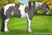 Horse Color:Grullo Sabino Tobiano 