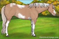 Horse Color:Silver Bay Dun Sabino Tobiano Frame Rabicano 