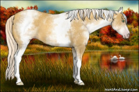 Horse Color:Gray White Spotted Gold Cream Champagne 