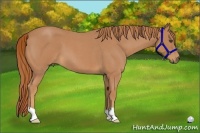 Horse Color:Red Roan