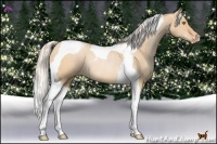Horse Color:Silver Bay Pearl Dun Tobiano Appaloosa Rabicano