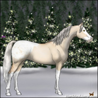 Horse Color:Silver Bay Pearl Dun Splash Appaloosa 
