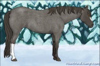 Horse Color:Smoky Blue Roan