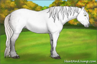 Horse Color:Gray Silver Grullo