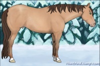 Horse Color:Amber Champagne Rabicano