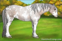 Horse Color:White Spotted Buckskin Sabino 
