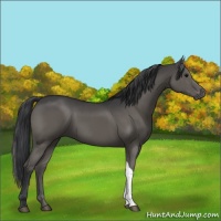 Horse Color:Black 