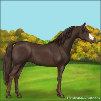 Horse Color:Liver Chestnut 