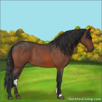 Horse Color:Bay Roan 