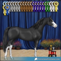 Horse Color:Black Sabino