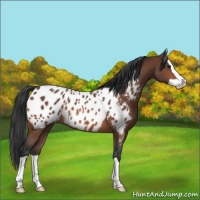 Horse Color:Brown Splash Appaloosa 