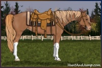 Horse Color:Chestnut Appaloosa 