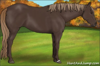 Horse Color:Liver Chestnut