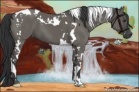 Horse Color:Grullo Tobiano