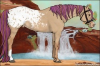 Horse Color:Painted Red Dun Appaloosa