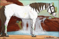 Horse Color:White Spotted Buckskin Ice Appaloosa