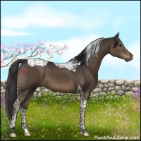 Horse Color:Smoky Black Tobiano
