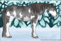 Horse Color:Black Splash Appaloosa Rabicano 