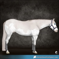 Horse Color:Platinum Grullo Roan Pearl Splash 