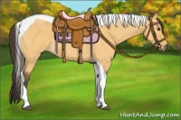 Horse Color:Buckskin Dun Tobiano