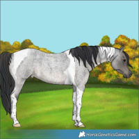 Horse Color:Blue Roan Tobiano 