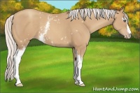 Horse Color:White Spotted Silver Classic Champagne 