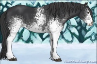 Horse Color:White Spotted Black 