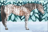 Horse Color:Bay Blanket  and White Spotted Bay Blanket 