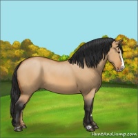 Horse Color:Bay Dun Splash