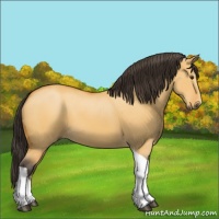 Horse Color:Buckskin Dun Tobiano