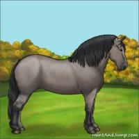 Horse Color:Grullo Rabicano 