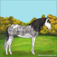 Horse Color:Plaid Black Ice Sabino Splash Appaloosa