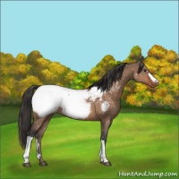 Horse Color:Brown Dun Appaloosa 
