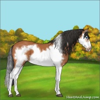 Horse Color:Bay Splash Frame  and Bay Splash Frame 