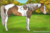 Horse Color:Silver Smoky Black Splash Tobiano Appaloosa 