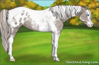 Horse Color:Silver Grullo Splash Tobiano Appaloosa 