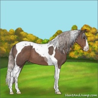 Horse Color:Silver Black Splash Tobiano Appaloosa 